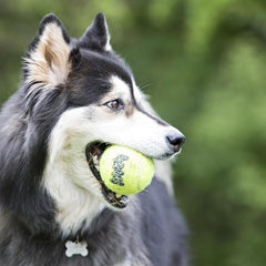 Air Squeaker Tennis Ball Squeaky Dog Toy Medium 6.5cm, Medium (3 Pack / 6 Pack)