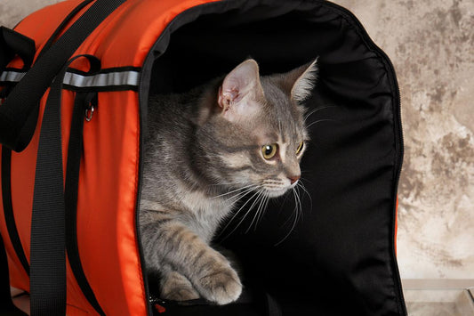 Essential Travel Accessories Every Pet Owner Should Have