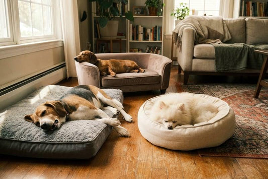 The Importance of Comfortable Sleeping Accessories for Pets