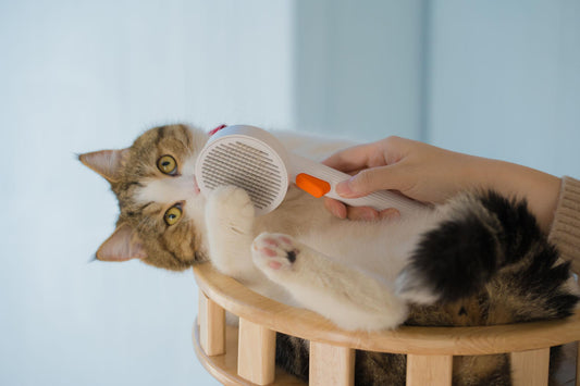 Why Every Pet Owner Needs Grooming Accessories at Home
