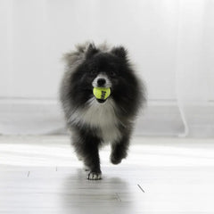 KONG Air Squeaker Tennis Ball | Squeaky Dog Toy | X-Small 4cm (3-Pack)